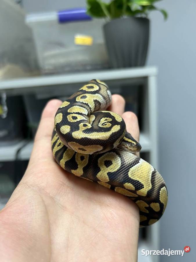 WĄŻ Pyton Królewski samica Enchi MojavePhantom Gniezno