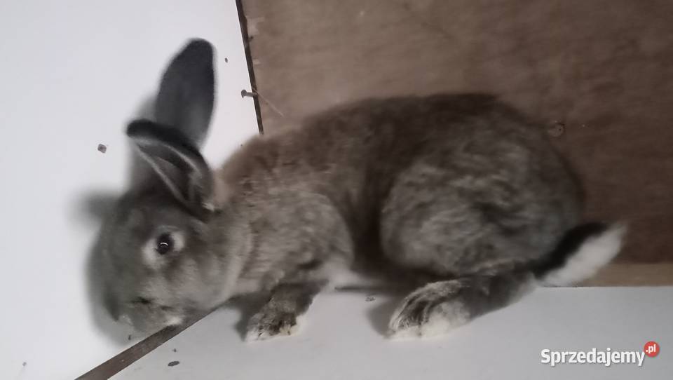 Królik belgijski samica Zajączki Pierwsze