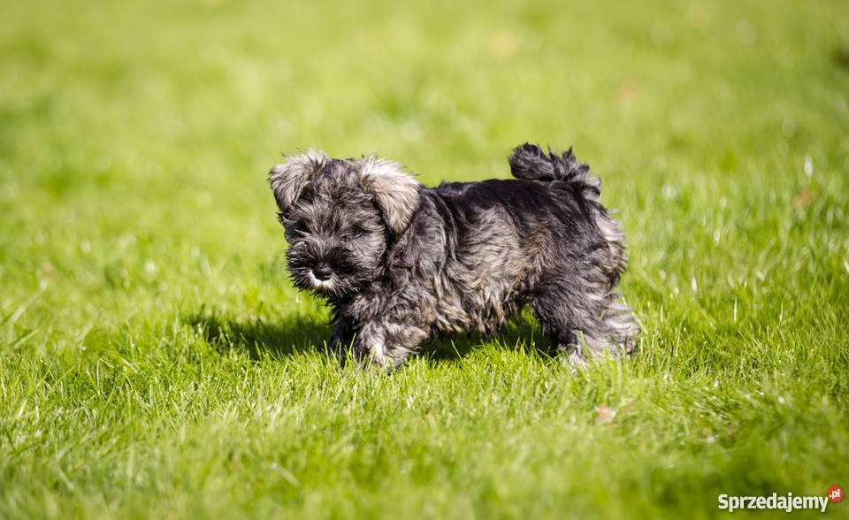 Szczeniaki Sznaucer Miniaturowy Pieprz i Sól Ełk sprzedam