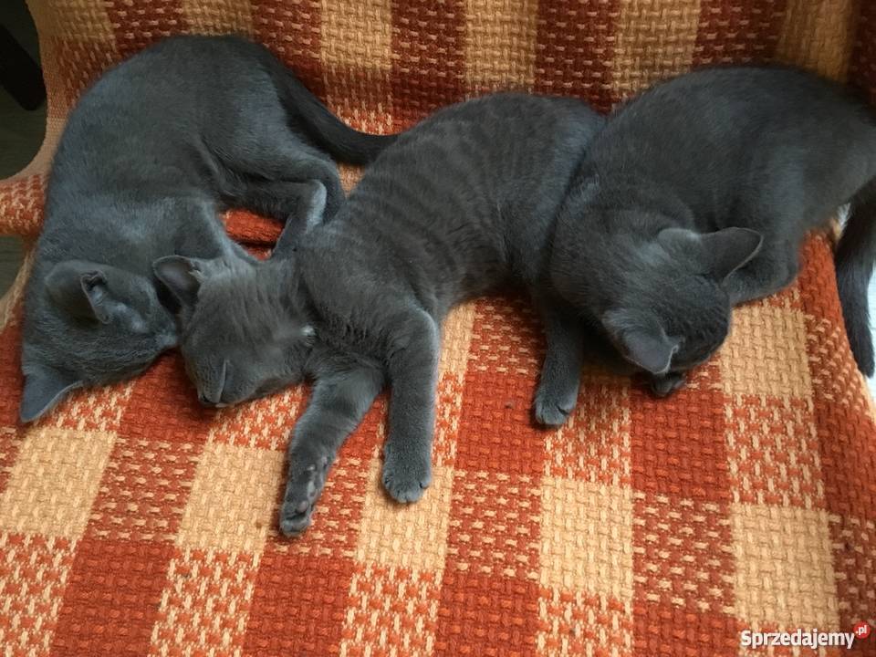 Kociaki Rosyjskie Błękitne Łódź