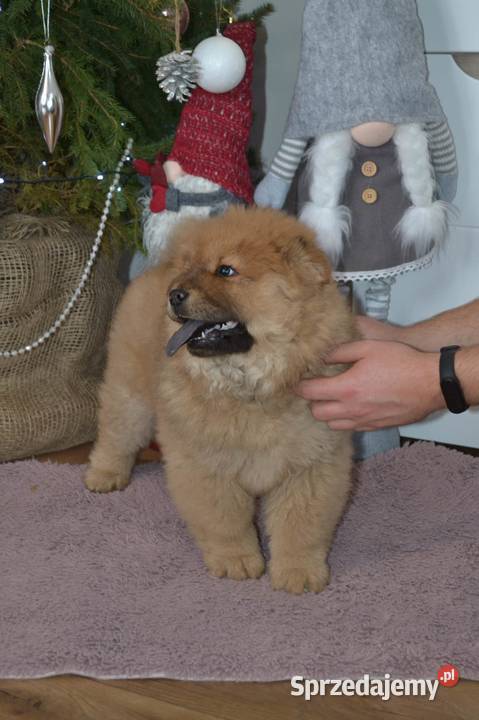 CHOW CHOW CZAU CZAU DO ODBIORU Pozostałe Warszawa sprzedam