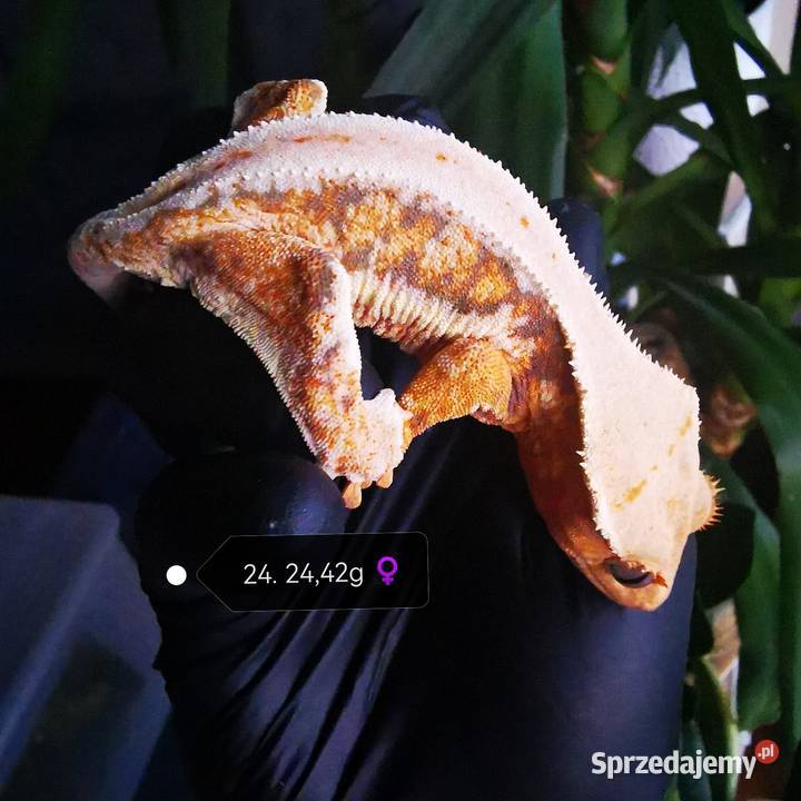 Samica gekon orzęsiony lilly white małopolskie Kraków