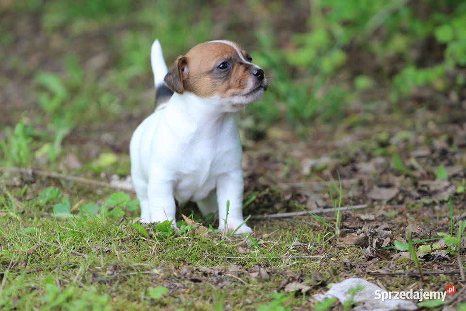 Piesek Jack Russell Terrier krótkowłosy Szczucin