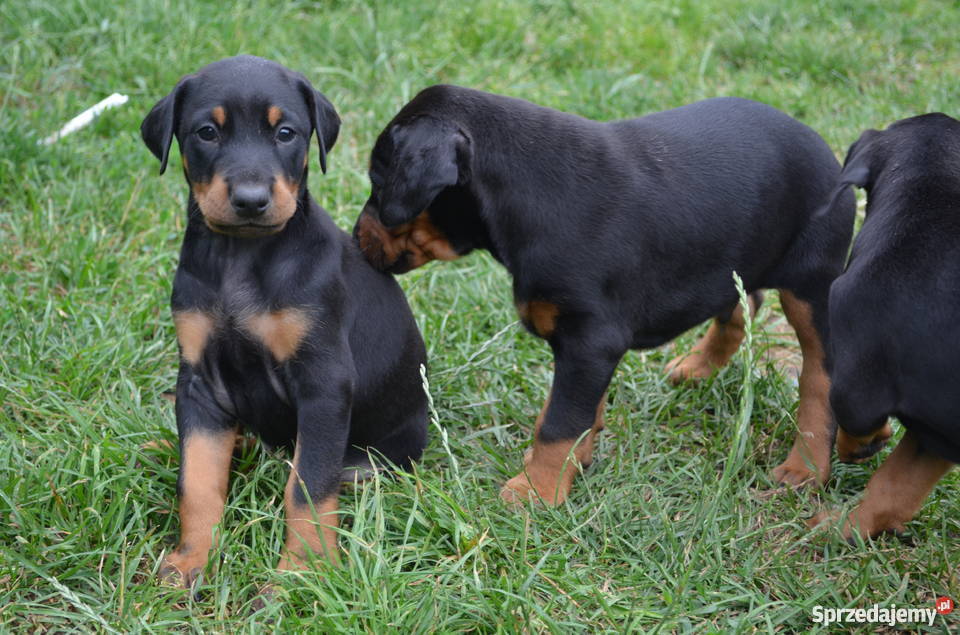 Sprzedam male dobermany