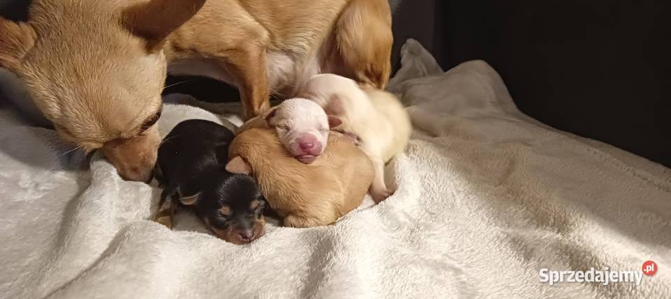 Szczenięta ratlerki