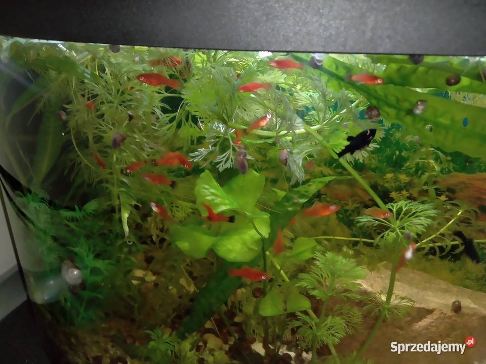 Młode mieczyki narybek 4 sztukę Biała Podlaska