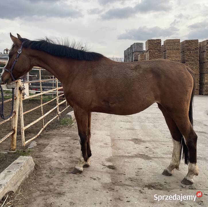 Malowana klacz bułana Konie Długołęka sprzedam