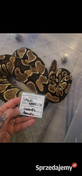 Hodowla wezy pyton królewski 4 Szczecin sprzedam