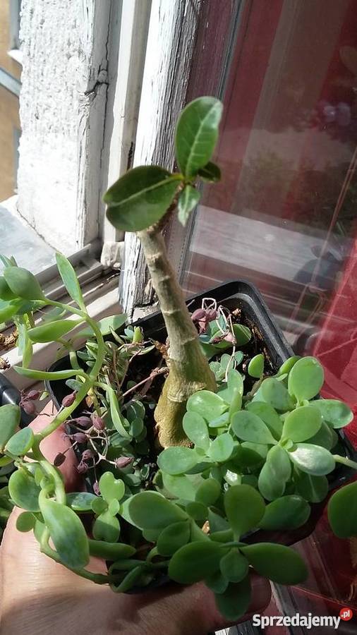 Kwiat doniczkowy Adenium Obesum Warszawa
