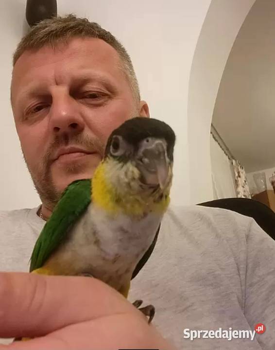Barwinki ręcznie karmione z dokumentami sprzedam