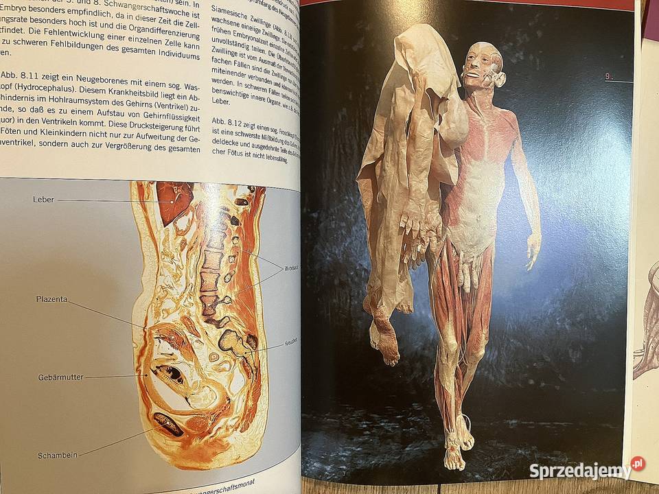 Gunther von Hagens Krperwelten Body Worlds Kultura i Rozrywka Warszawa sprzedam