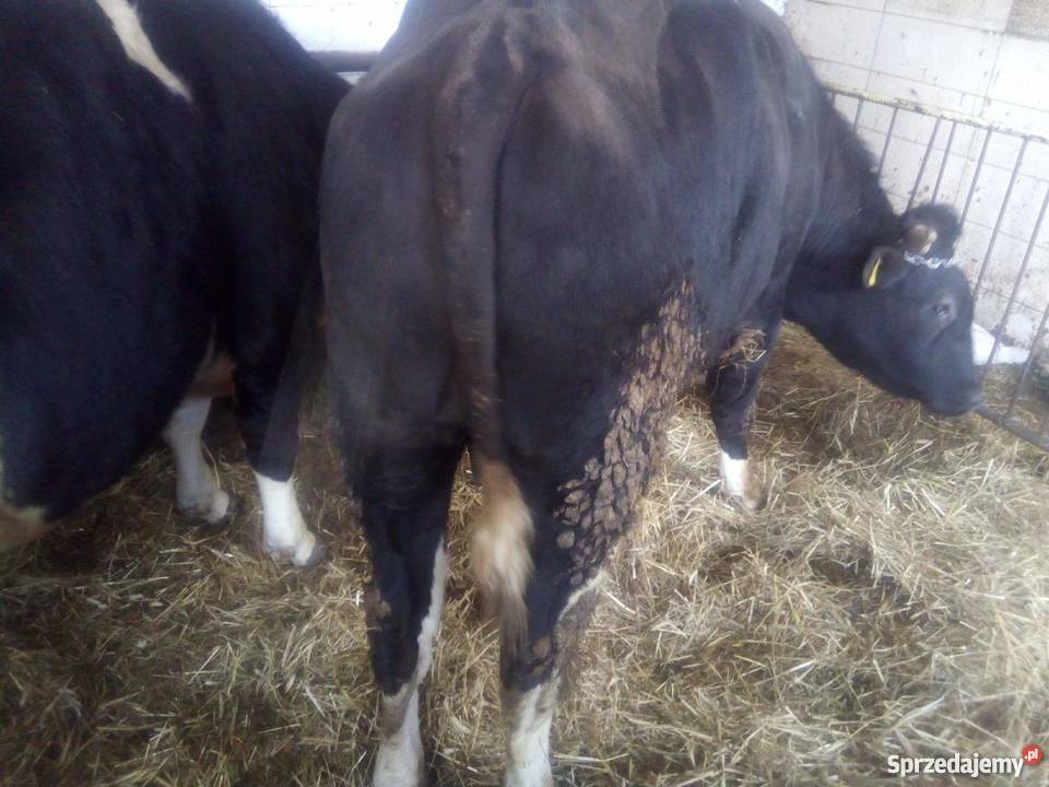 sprzedam byki 10 Wręczyca