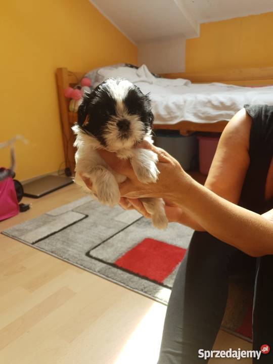 Sliczne Pieski Shih Tzu