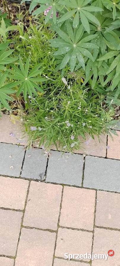 Sadzonka Lawenda wąskolistna niebieska Liściaste Wieliczka