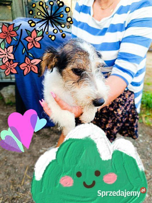 Foksterier szorstkowłosy z rodowodem Nowinka