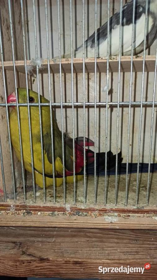 Papugi górskie samce dorosłe i młode małopolskie Przeginia sprzedam