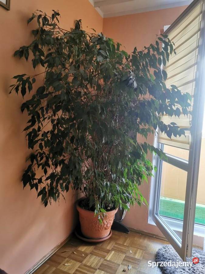 Sprzedam FIkus Benjamin 18m ODBIÓR OSOBISTY dolnośląskie Wrocław