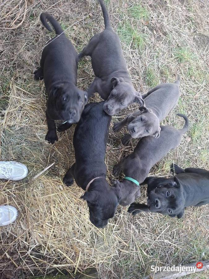 Szczeniaki Cane Corso mazowieckie Radom sprzedam