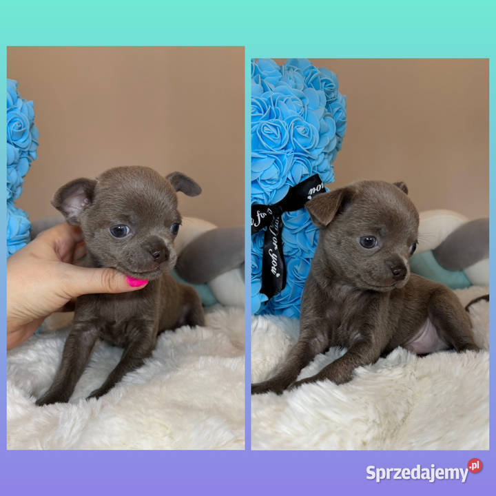 Chihuahua krótkowłosy piesek liliowy badania DNA Chihuahua Bełchatów