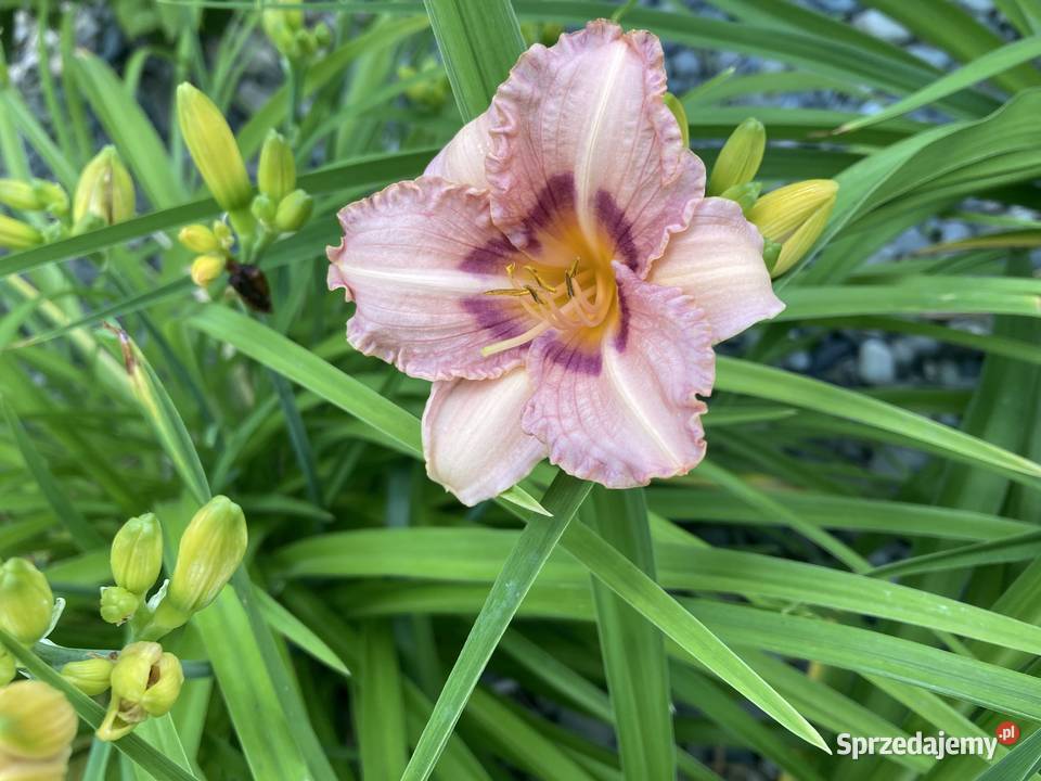 Liliowiec Mix Kolorów lubelskie Lublin