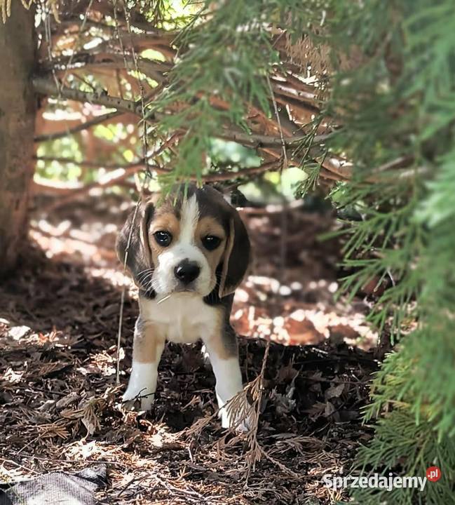 Cudowne szczeniaczki Beagle FCI ZKwP championie Mińsk Mazowiecki