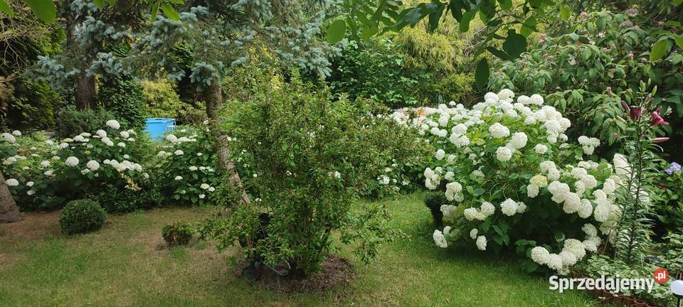 Działka WrzącaLutomiersk WŁASNOŚĆ ROD rekreacyjna Lutomiersk