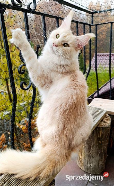 Dwuletnia towarzyska koteczka Maine Coon Gdańsk sprzedam