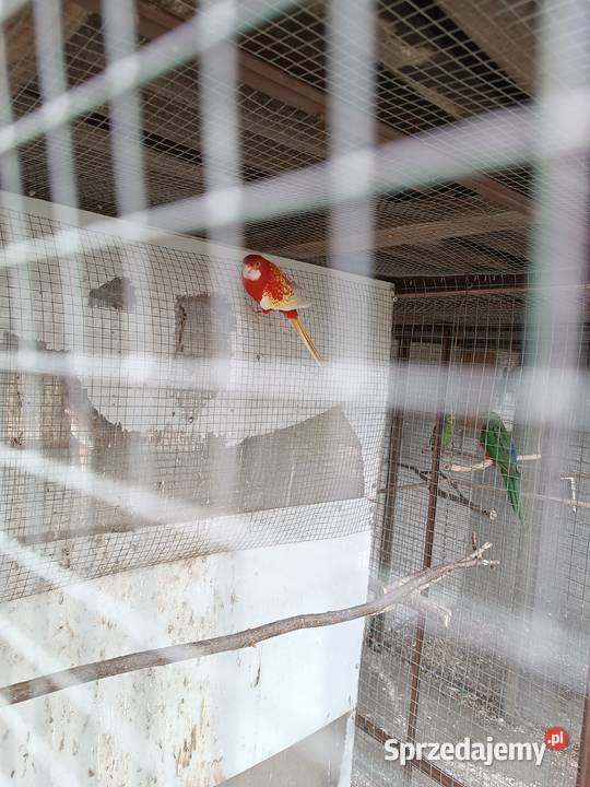 Rożele białolice opolskie Opole