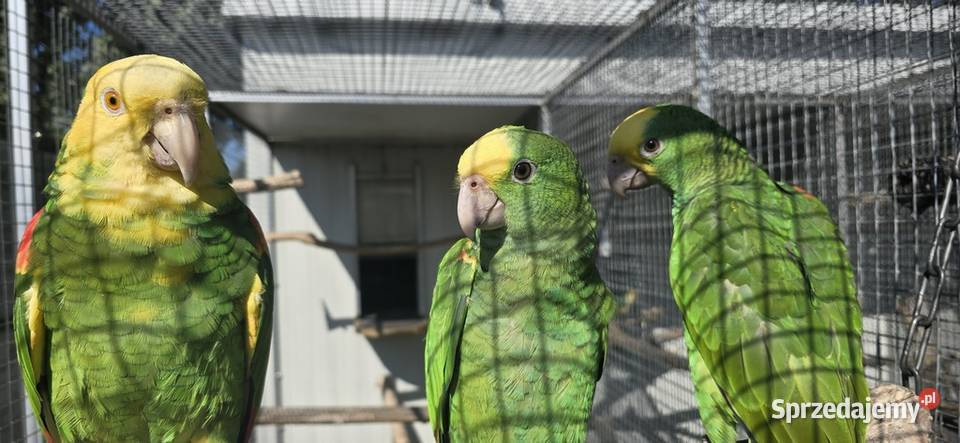 Amazonka Oratrix Magna żółtogardła Skawina