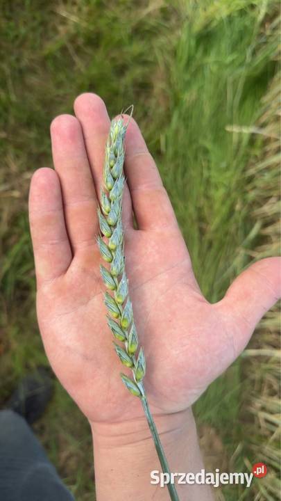 Pszenica argument że zbiorów 2025 młynkowaną Podole