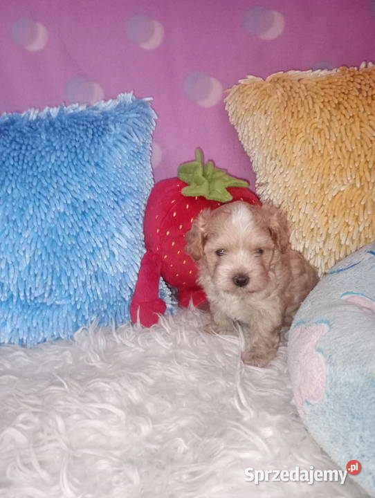 Maltipoo Pudel Tecup RED BROWN Maltańczyk piesek Opole sprzedam
