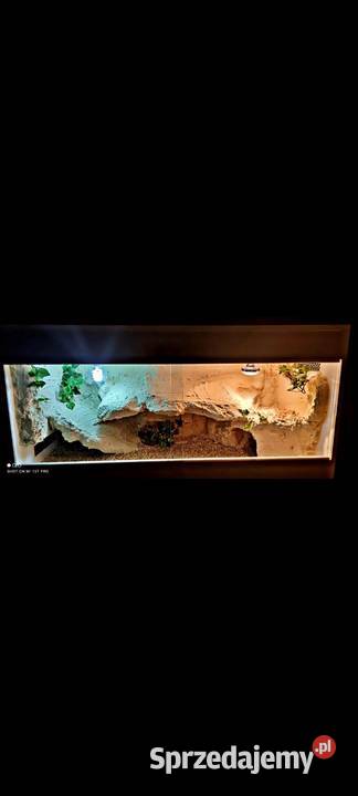 Okazja terrarium agamy gekona żółwia węża lubelskie Lublin