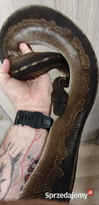 Pyton Królewski samica 2016 Radlin