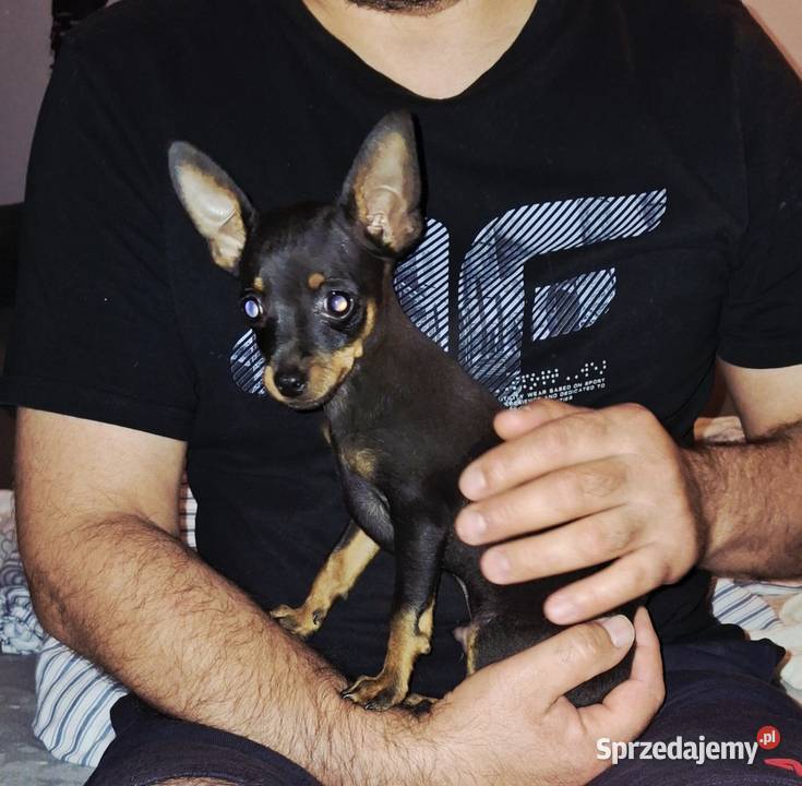 Bingo ratlerek miniaturka pinczerki podkarpackie Jasło sprzedam