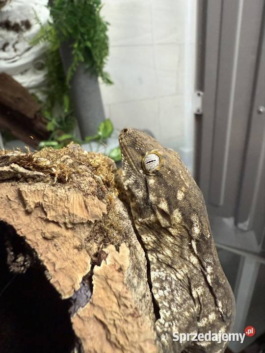 Gekon Olbrzymi Rhacodactylus leachianus Mt małopolskie Sułkowice