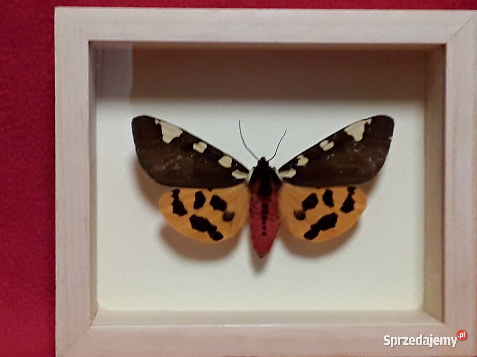 Motyl w ramce 12x10 Pericallia matronula 77 mm zachodniopomorskie