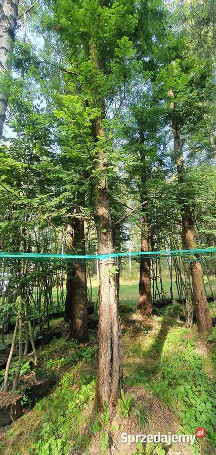 Metasekwoja Duże reprezentacyjne drzewo Okazałe lubelskie Wisznice