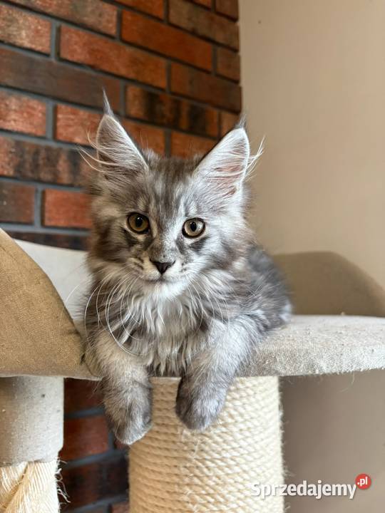 Maine Coon Kotka Mia