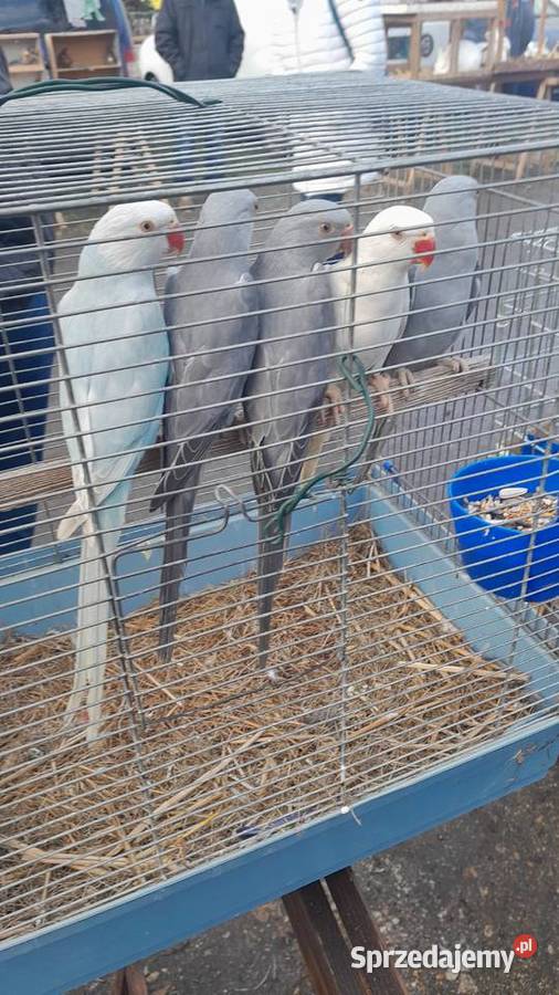 Aleksandretty sprzedam 22 i 23 dolnośląskie Raków