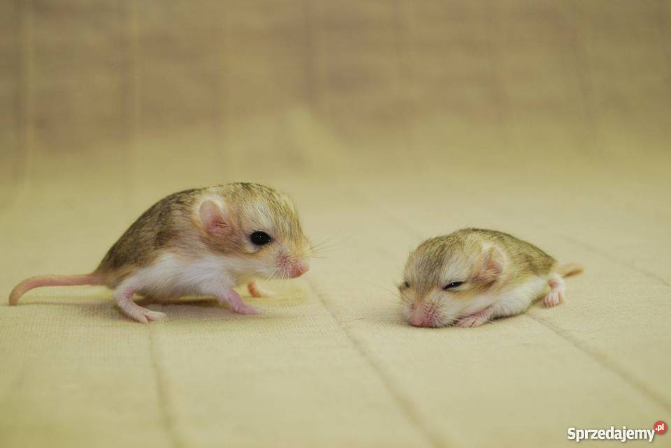 Tłustogon Afrykański samce samice Pozostałe Poznań