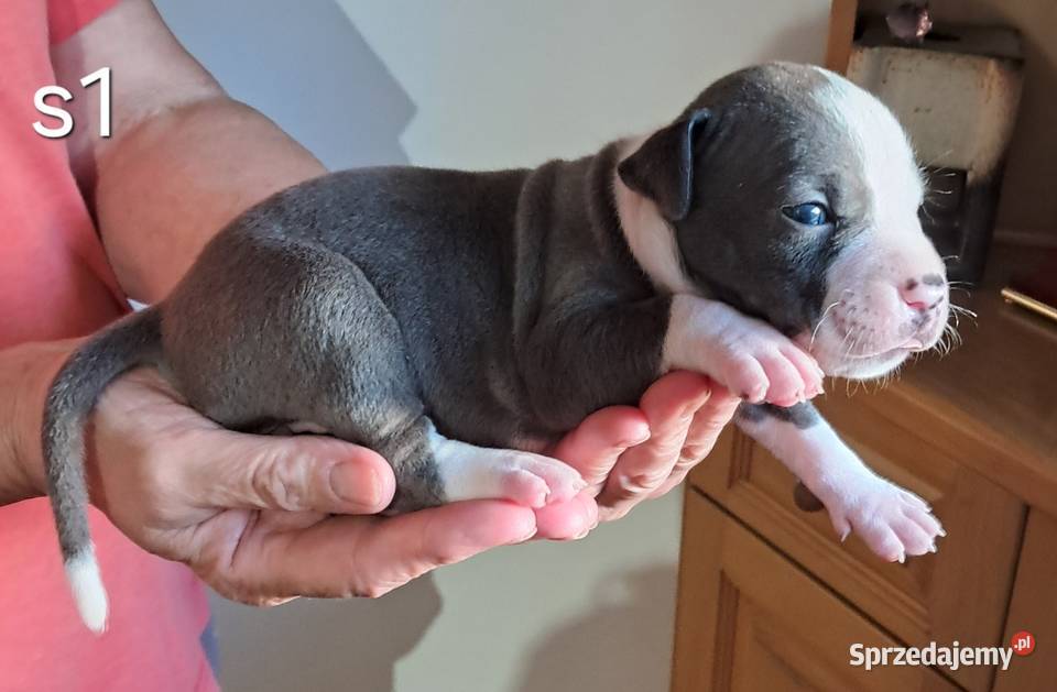 Amstaff ZKWP FCI BLUE śliczna suczka Koziegłowy sprzedam