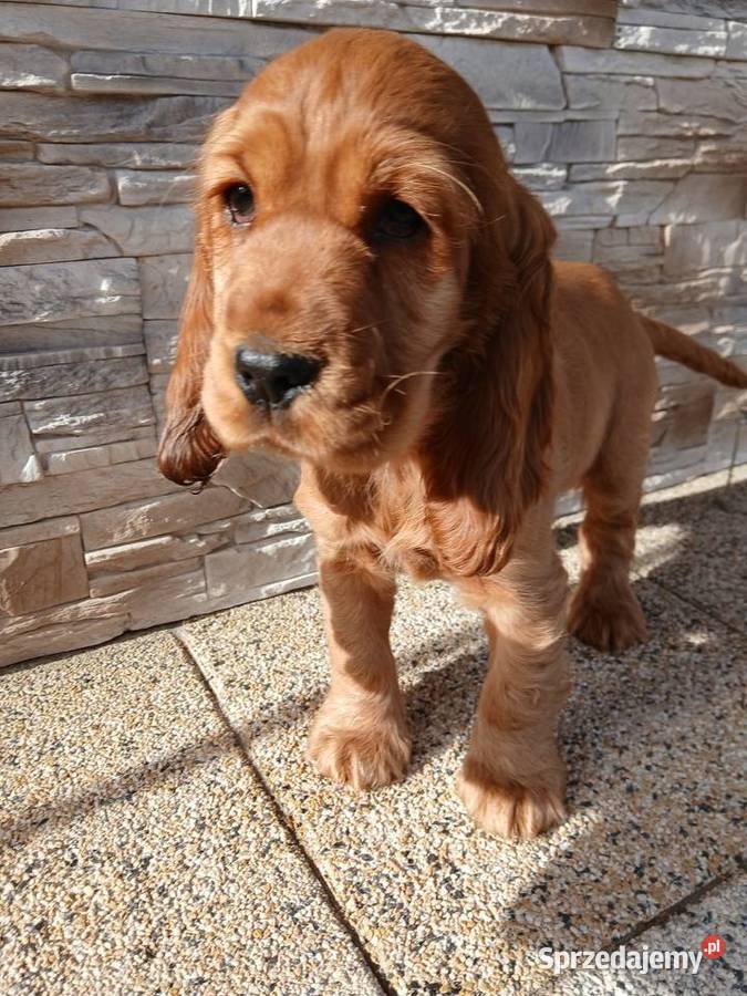 Cocker Spaniel Angielski sunia
