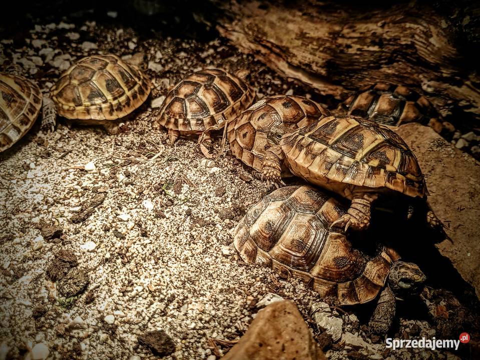 Żółw lądowy Kielce swietokrzyskie