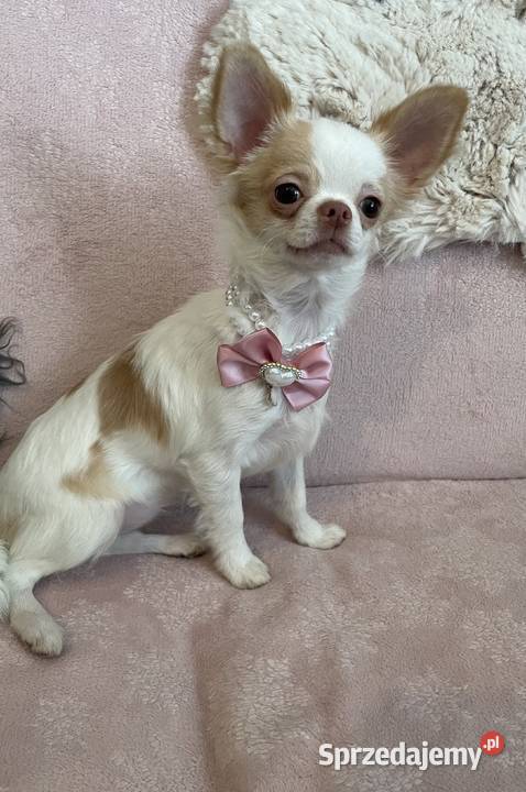 MALUTKA SUNIA Chihuahua długowłosa sprzedam