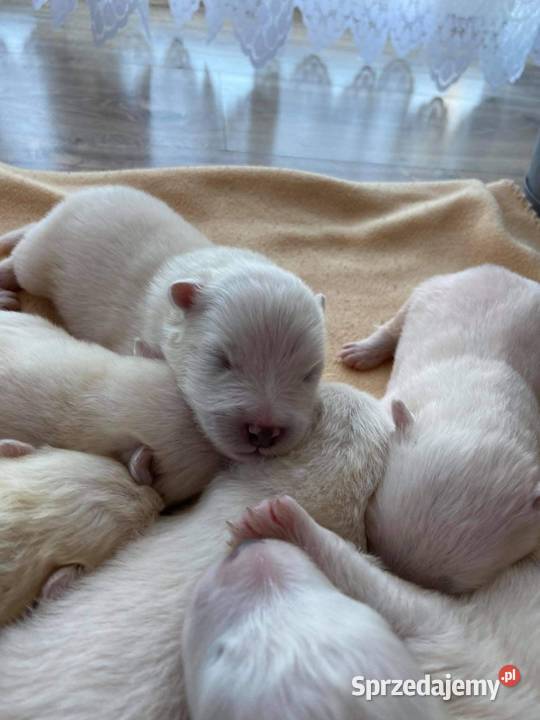 Samojedsamoyed Pozostałe małopolskie Pojałowice sprzedam