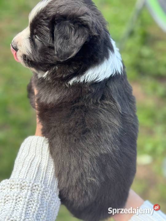 Border collie blue merle niebieskie oczy rodowód mazowieckie Dziekanów Leśny