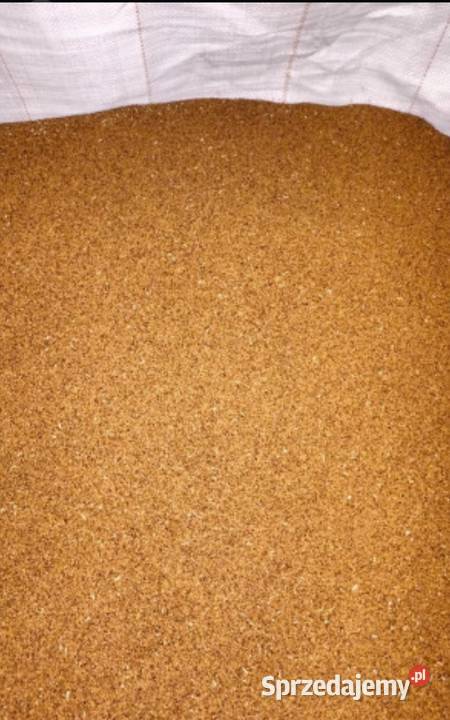 Nasiona Wiesiołka Wiesiołek bigbag 2200 Kłodawa