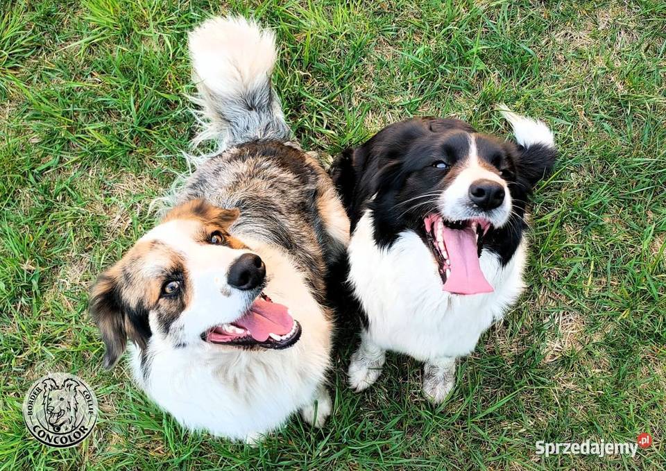 Border Collie coli szczeniak Blue Merle tricolor mazowieckie Jastrzębia