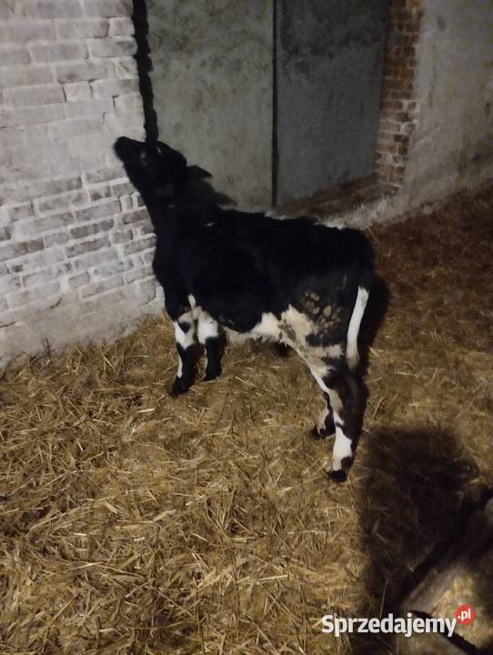 Sprzedam cielaki Jabłoń