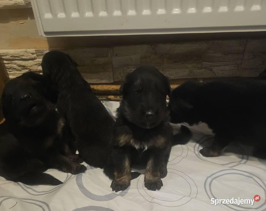 Szczeniaczki Rasy Owczarek Niemiecki długowłosy Owczarek Niemodlin